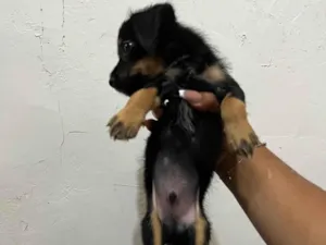 Cachorro raça Pinscher idade 2 a 6 meses nome não tem nome