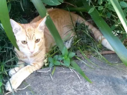 Gato raça SRD-ViraLata idade 2 a 6 meses nome Alemoa