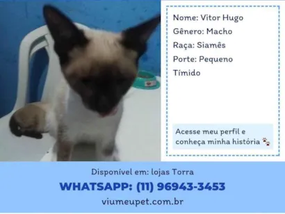 Gato raça Siamês idade 2 a 6 meses nome Vitor Hugo