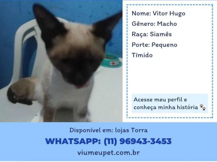 Gato ra a Siamês idade 2 a 6 meses nome Vitor Hugo