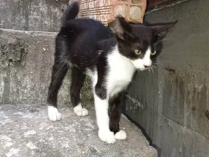Gato raça SRD-ViraLata idade 2 a 6 meses nome Frajola 