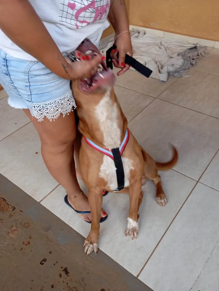 Cachorro ra a Pit-Bull idade 3 anos nome Cidadão 