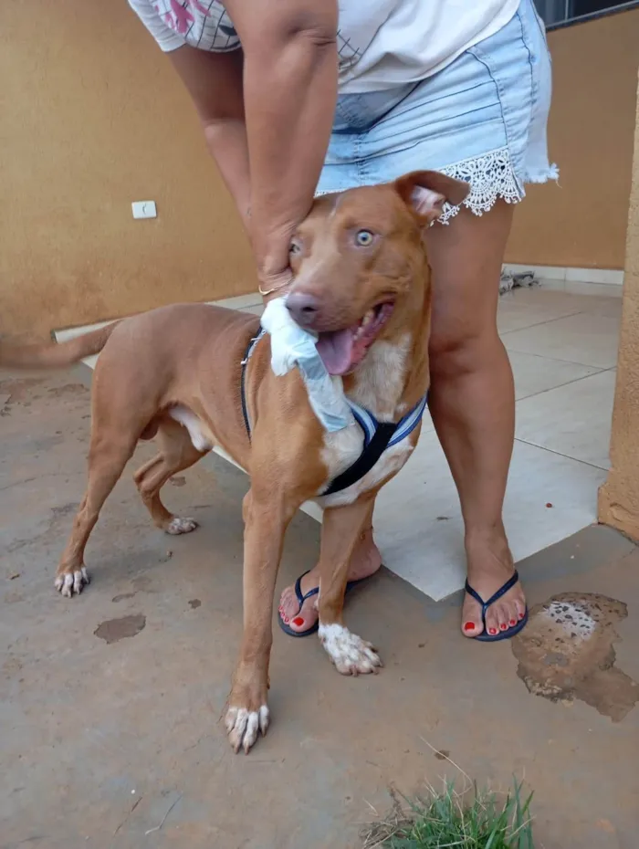 Cachorro ra a Pit-Bull idade 3 anos nome Cidadão 