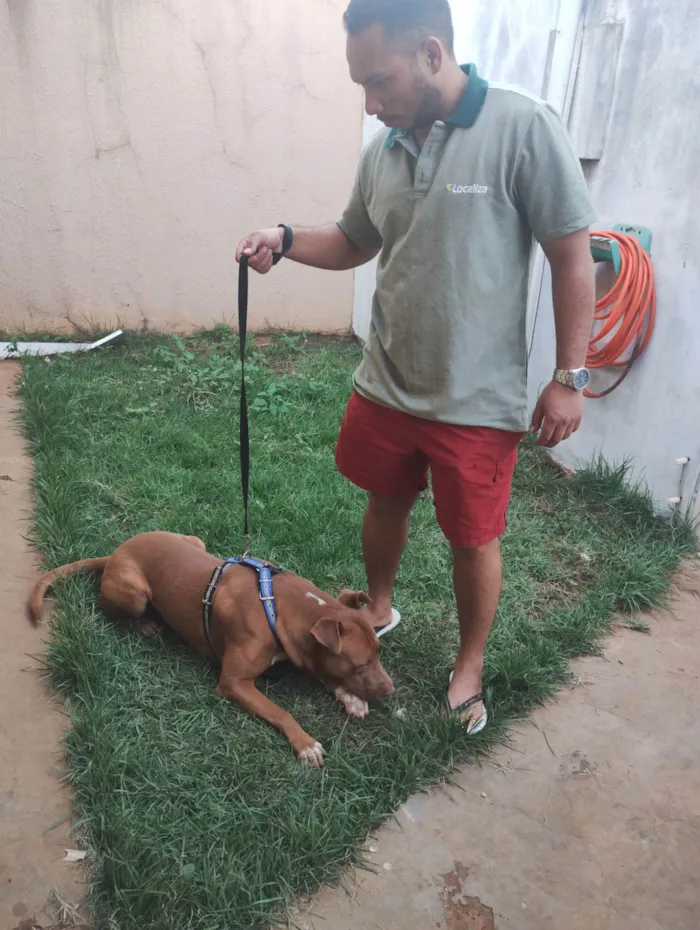 Cachorro ra a Pit-Bull idade 3 anos nome Cidadão 