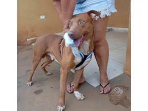 Cachorro raça Pit-Bull idade 3 anos nome Cidadão 