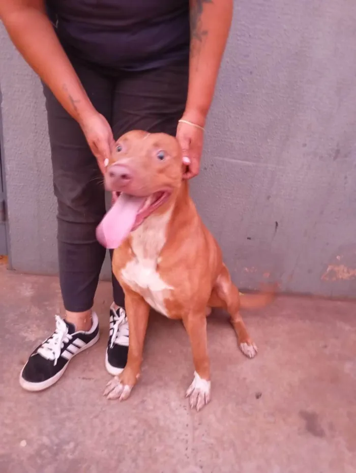 Cachorro ra a Pit-Bull idade 3 anos nome Cidadão 