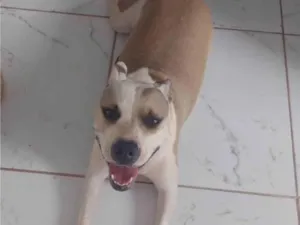 Cachorro raça SRD-ViraLata idade 2 anos nome Mili