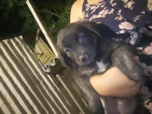 Cachorro raça SRD-ViraLata idade 2 a 6 meses nome Fofa, Linda e Floflo