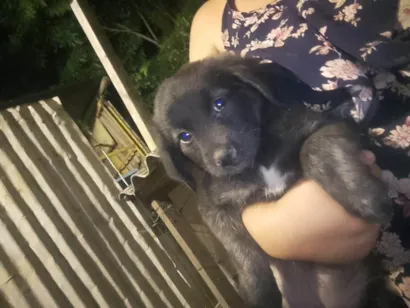 Cachorro raça SRD-ViraLata idade 2 a 6 meses nome Fofa, Linda e Floflo