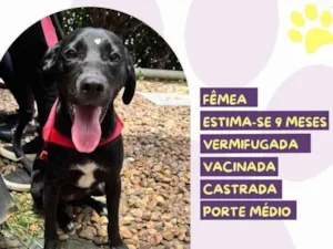 Cachorro raça SRD-ViraLata idade 7 a 11 meses nome Gamora