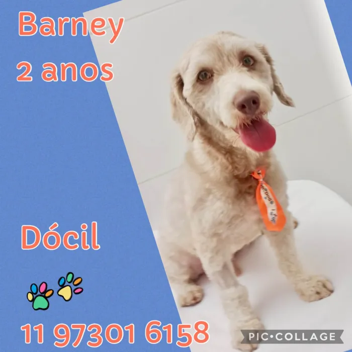 Cachorro ra a Poodle idade 2 anos nome Barney