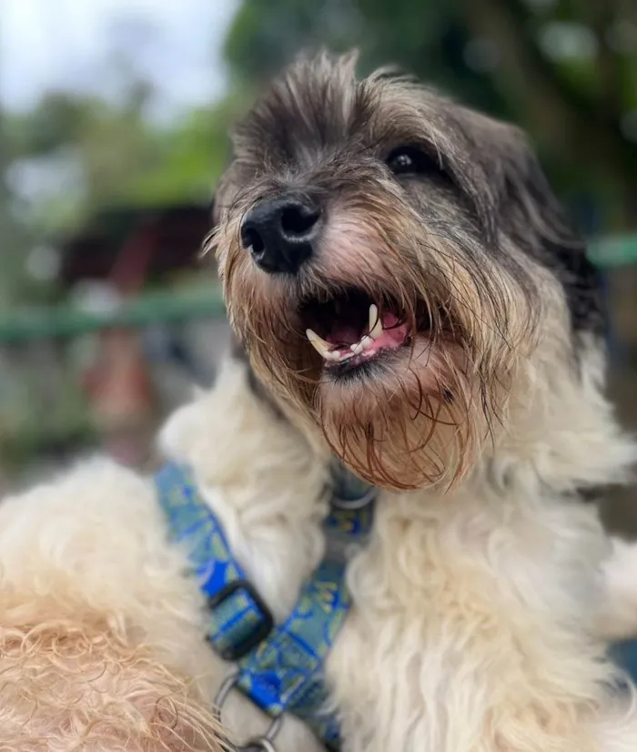 Cachorro ra a Lhasa Apso idade 3 anos nome Lucky 