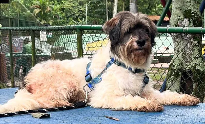 Cachorro ra a Lhasa Apso idade 3 anos nome Lucky 