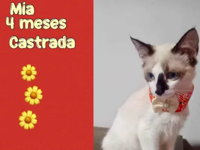 Gato raça SRD-ViraLata idade 2 a 6 meses nome Mia