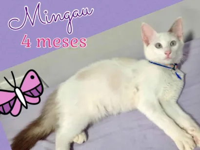 Gato raça SRD-ViraLata idade 2 a 6 meses nome Mingau