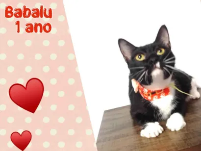 Gato raça SRD-ViraLata idade 1 ano nome Babalu