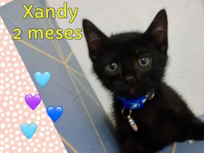 Gato raça SRD-ViraLata idade 2 a 6 meses nome Gatitos filhotes