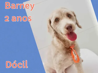 Cachorro raça Poodle idade 2 anos nome Barney