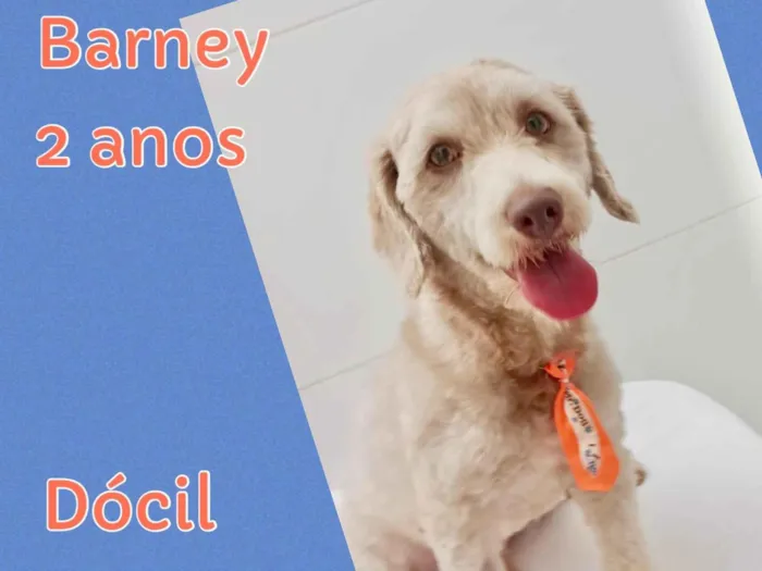 Cachorro ra a Poodle idade 2 anos nome Barney