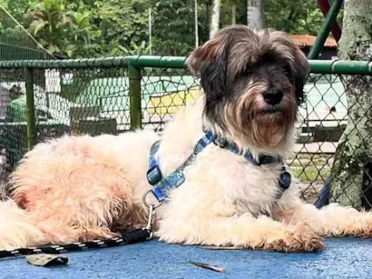 Cachorro raça Lhasa Apso idade 3 anos nome Lucky 