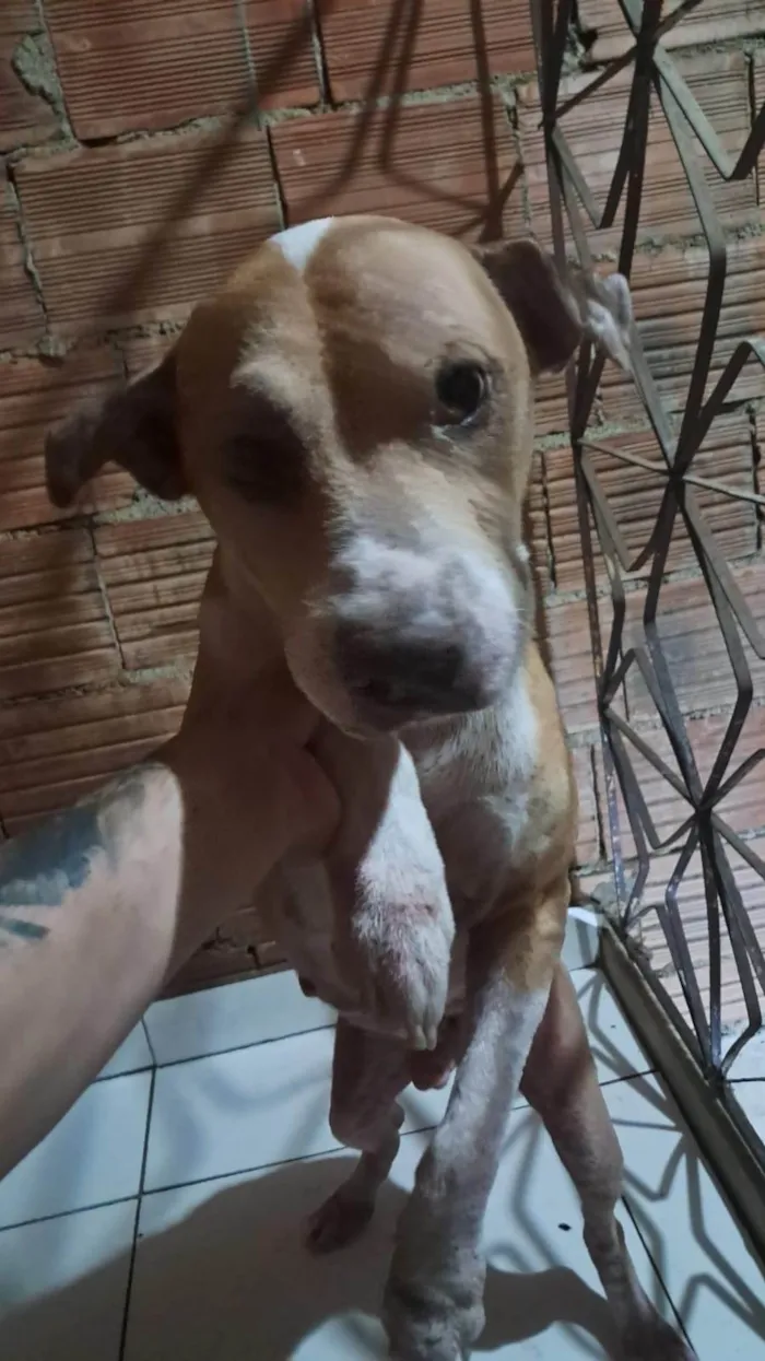 Cachorro ra a SRD-ViraLata idade 5 anos nome Bob