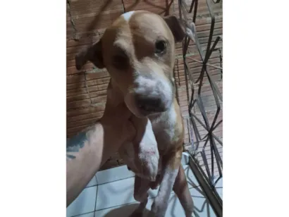 Cachorro raça SRD-ViraLata idade 5 anos nome Bob