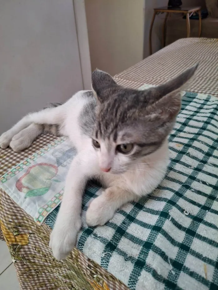 Gato ra a SRD-ViraLata idade 2 a 6 meses nome Gatito