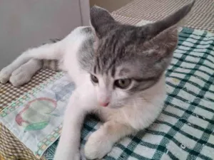 Gato raça SRD-ViraLata idade 2 a 6 meses nome Gatito