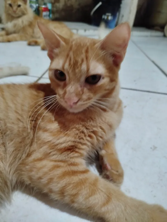 Gato ra a SRD-ViraLata idade 2 a 6 meses nome Dorito