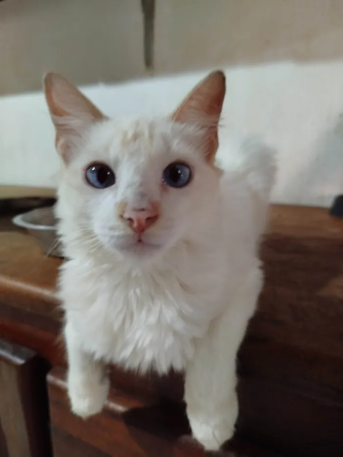 Gato ra a SRD-ViraLata idade 2 a 6 meses nome Bola de Neve