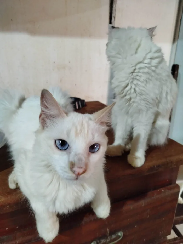 Gato ra a SRD-ViraLata idade 2 a 6 meses nome Bola de Neve