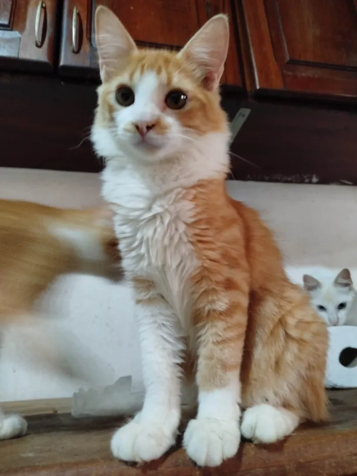 Gato ra a SRD-ViraLata idade 2 a 6 meses nome Caramelinho