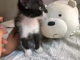 Pretinha