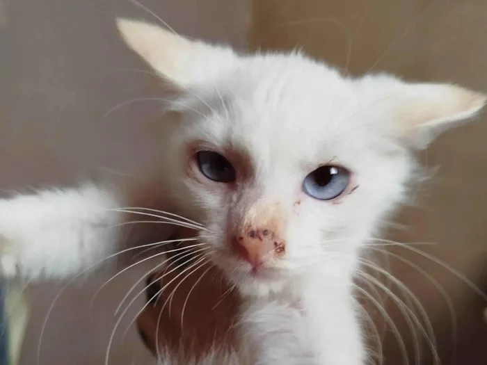 Gato ra a SRD-ViraLata idade Abaixo de 2 meses nome Sem nome