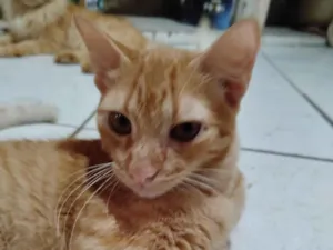 Gato raça SRD-ViraLata idade 2 a 6 meses nome Dorito