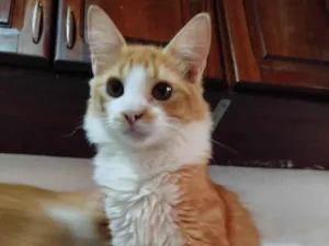 Gato raça SRD-ViraLata idade 2 a 6 meses nome Caramelinho