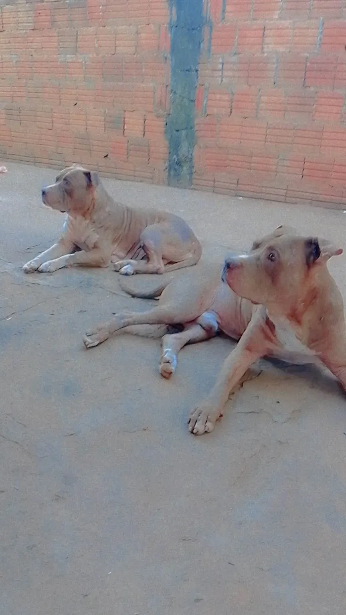 Cachorro ra a Pit-Bull idade 6 ou mais anos nome Úrsula e Bruce 