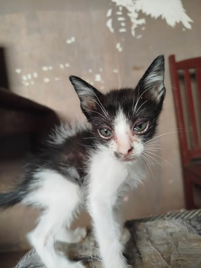 Gato ra a SRD-ViraLata idade Abaixo de 2 meses nome Sem nome