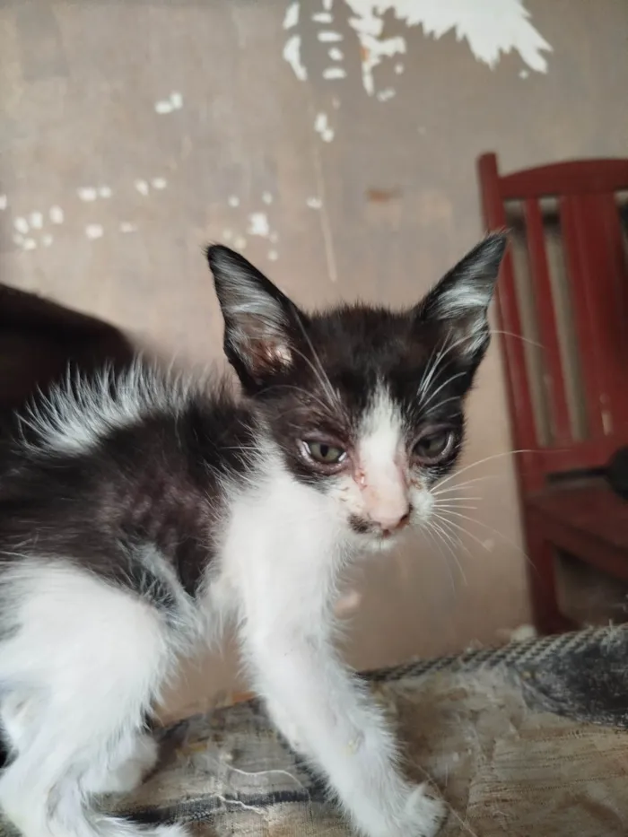 Gato ra a SRD-ViraLata idade Abaixo de 2 meses nome Sem nome