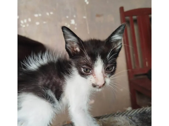 Gato ra a SRD-ViraLata idade Abaixo de 2 meses nome Sem nome