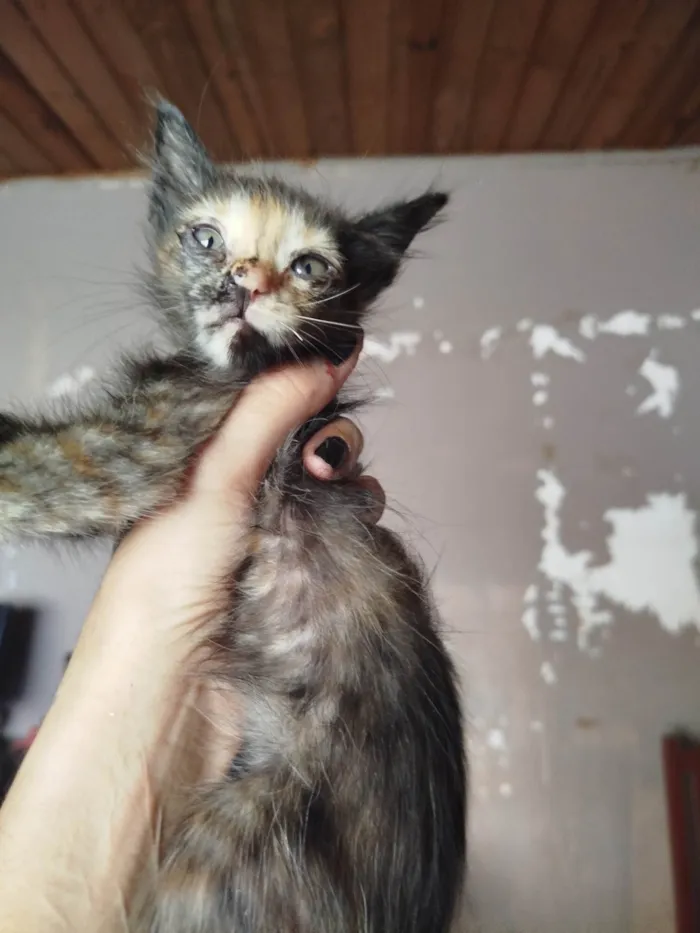 Gato ra a SRD-ViraLata idade Abaixo de 2 meses nome Sem nome 