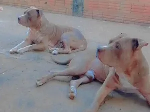 Cachorro raça Pit-Bull idade 6 ou mais anos nome Úrsula e Bruce 