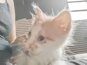 Gato raça SRD-ViraLata idade Abaixo de 2 meses nome Sem nome