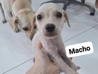 Cachorro raça SRD-ViraLata idade 2 a 6 meses nome Filhotes para adoção 