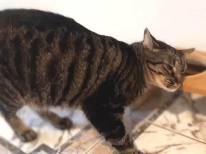 Gato raça SRD-ViraLata idade 4 anos nome Maia