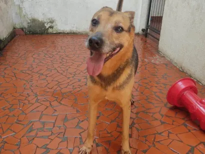 Cachorro raça SRD-ViraLata idade 6 ou mais anos nome Jake 