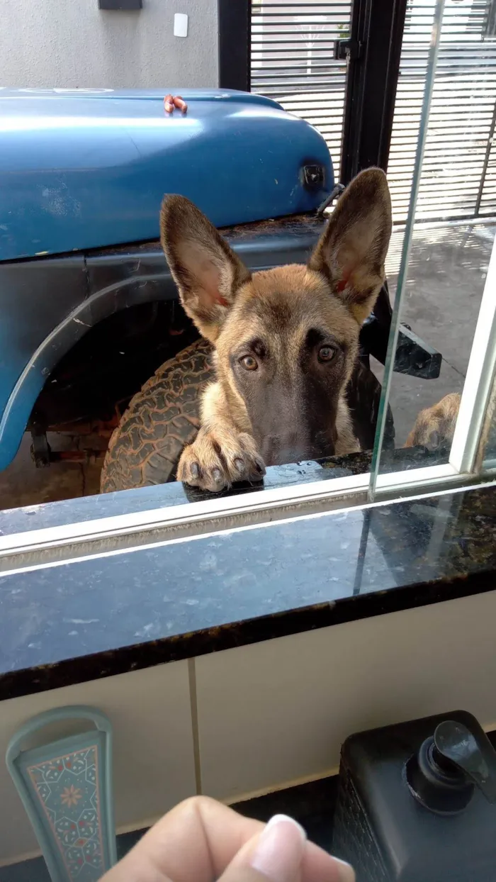 Cachorro ra a Pastor Alemão idade 7 a 11 meses nome Princesa 