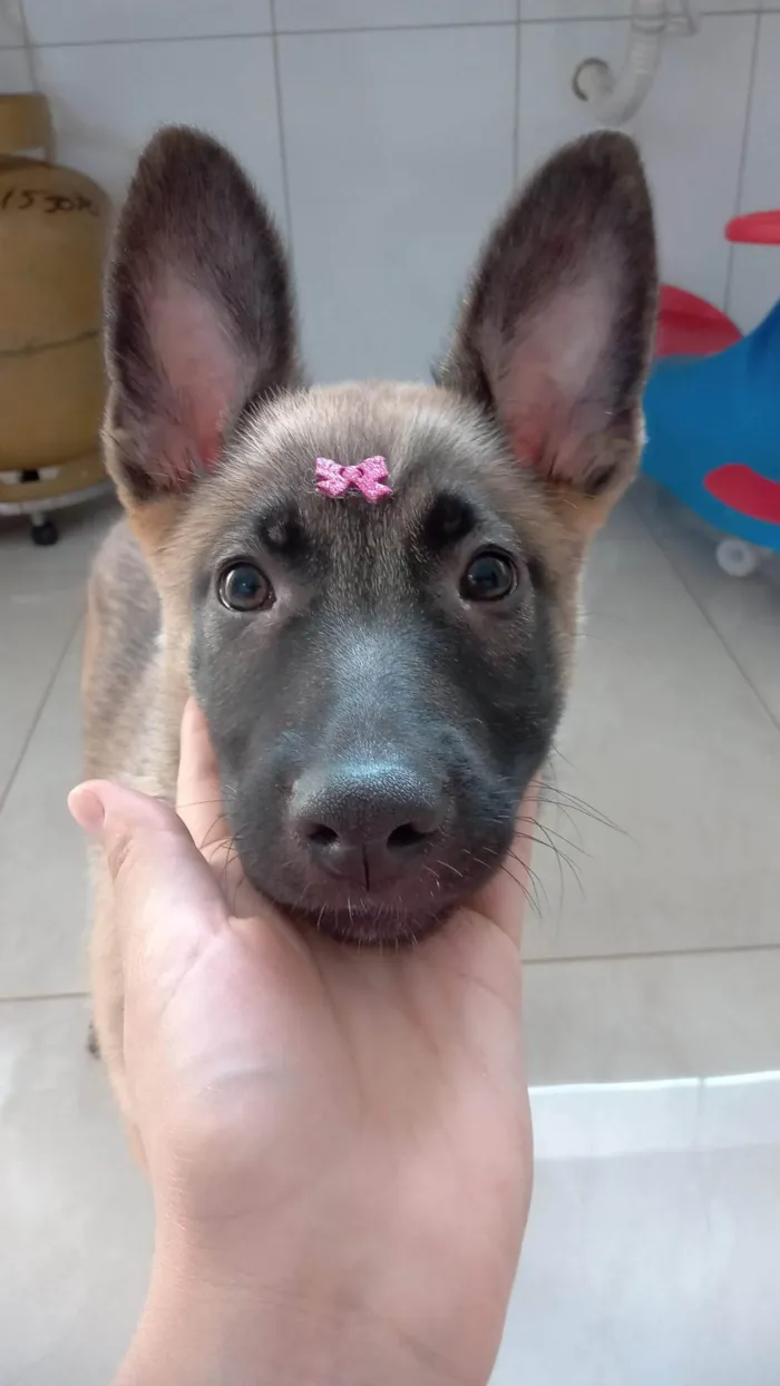 Cachorro ra a Pastor Alemão idade 7 a 11 meses nome Princesa 