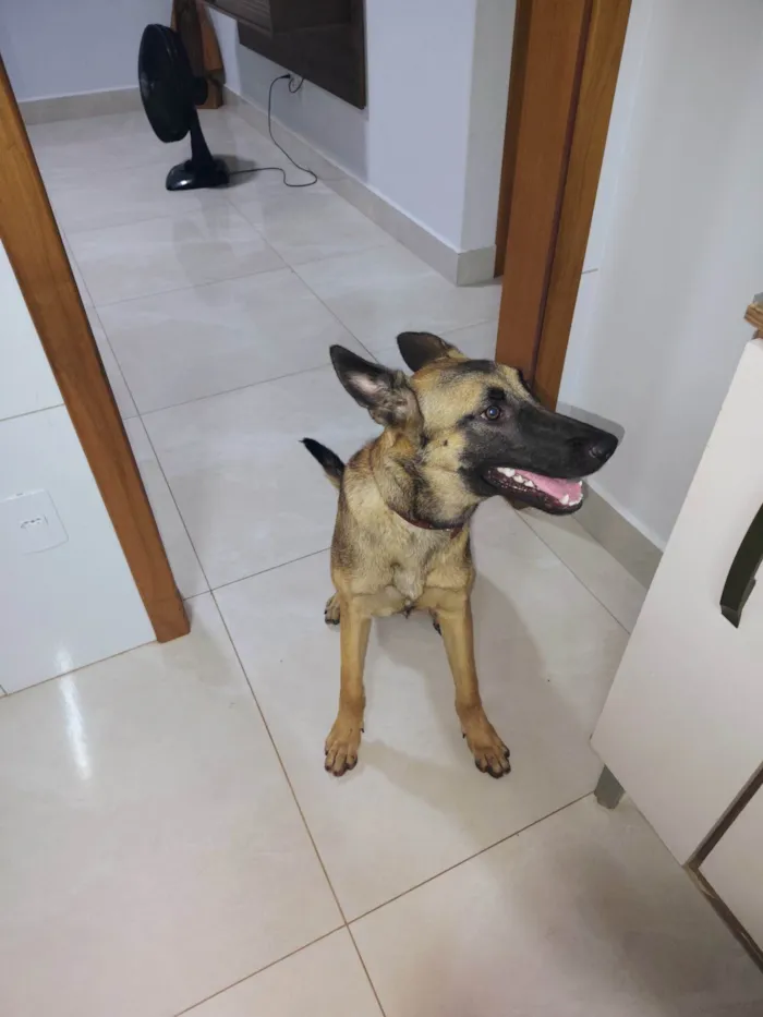 Cachorro ra a Pastor Alemão idade 7 a 11 meses nome Princesa 