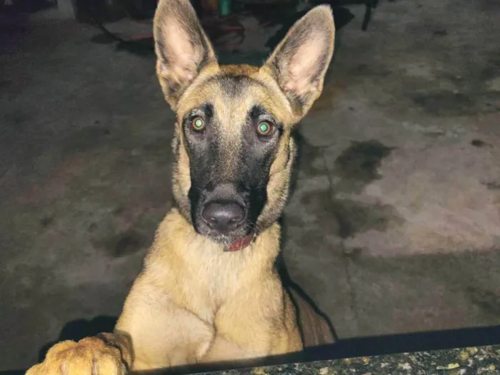 Cachorro ra a Pastor Alemão idade 7 a 11 meses nome Princesa 